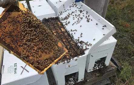 Nuc of Honey Bees from Hartville Honey Bee Farm